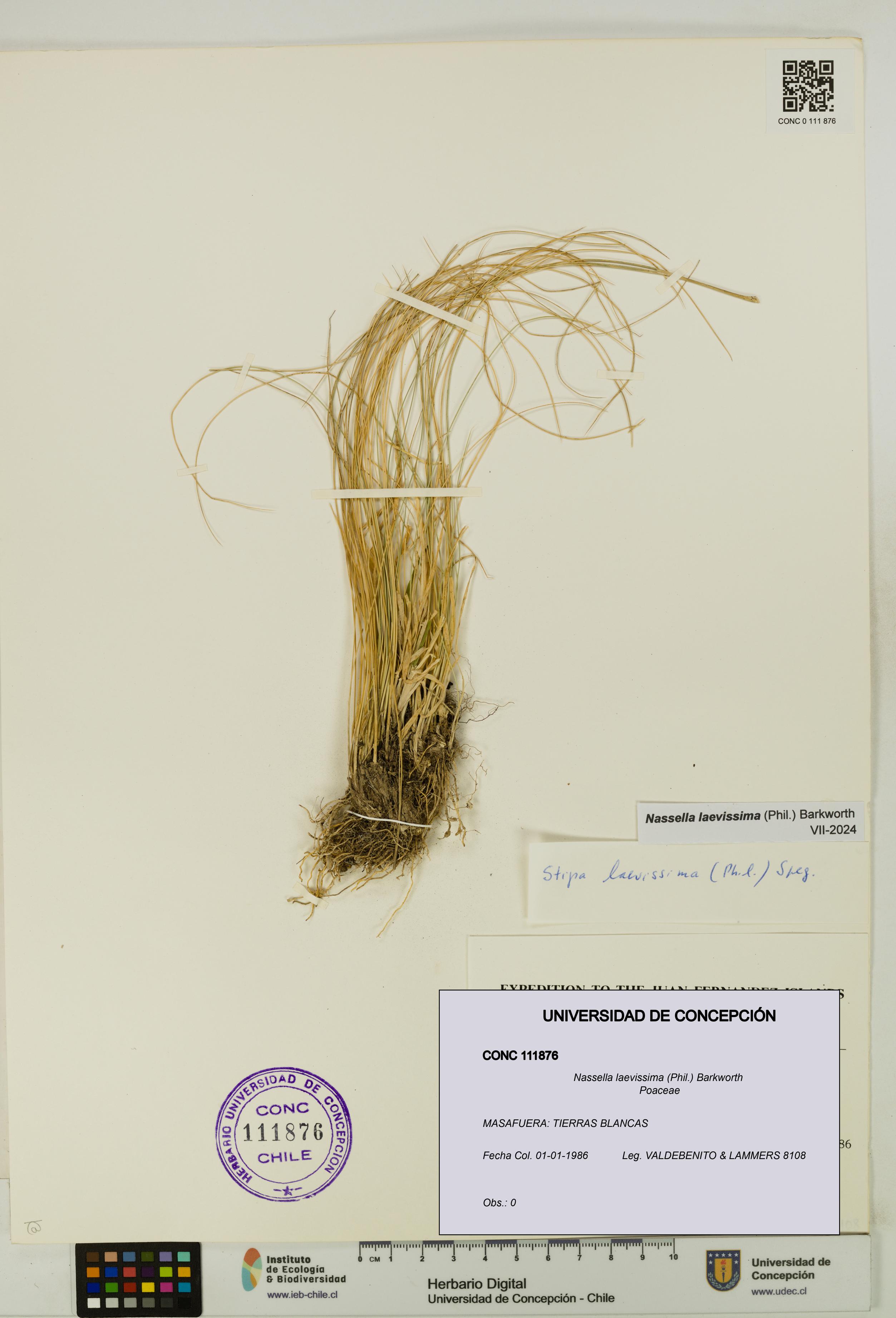 Nassella laevissima [Espécimen: UDEC:CONC:0111876]