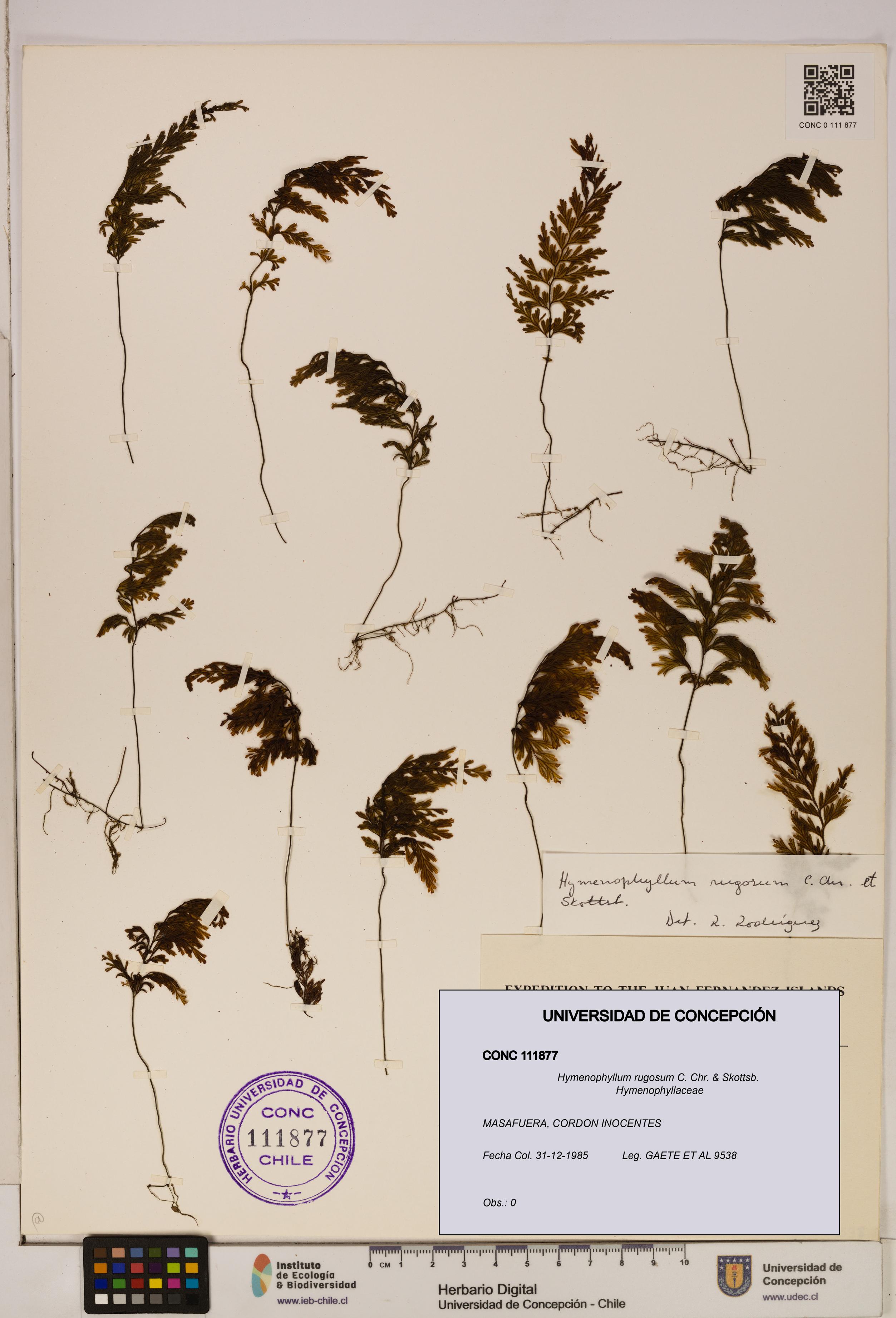 Hymenophyllum rugosum [Espécimen: ]