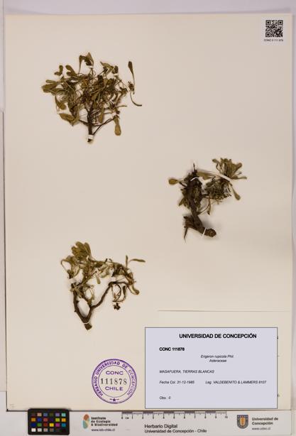 Erigeron rupicola [Espécimen: UDEC:CONC:0111878]