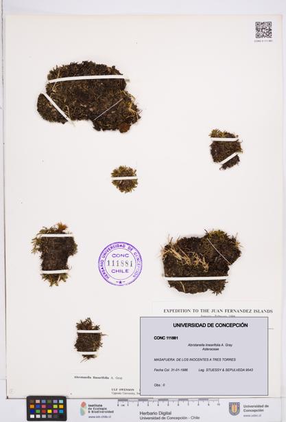 Abrotanella linearifolia [Espécimen: ]