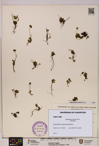Lagenophora hariotii [Espécimen: ]