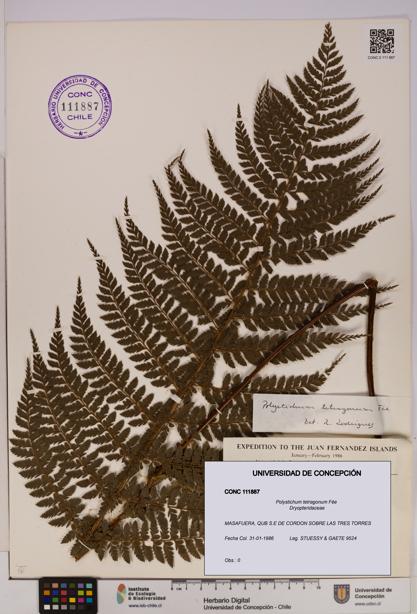 Polystichum tetragonum [Espécimen: UDEC:CONC:0111887]
