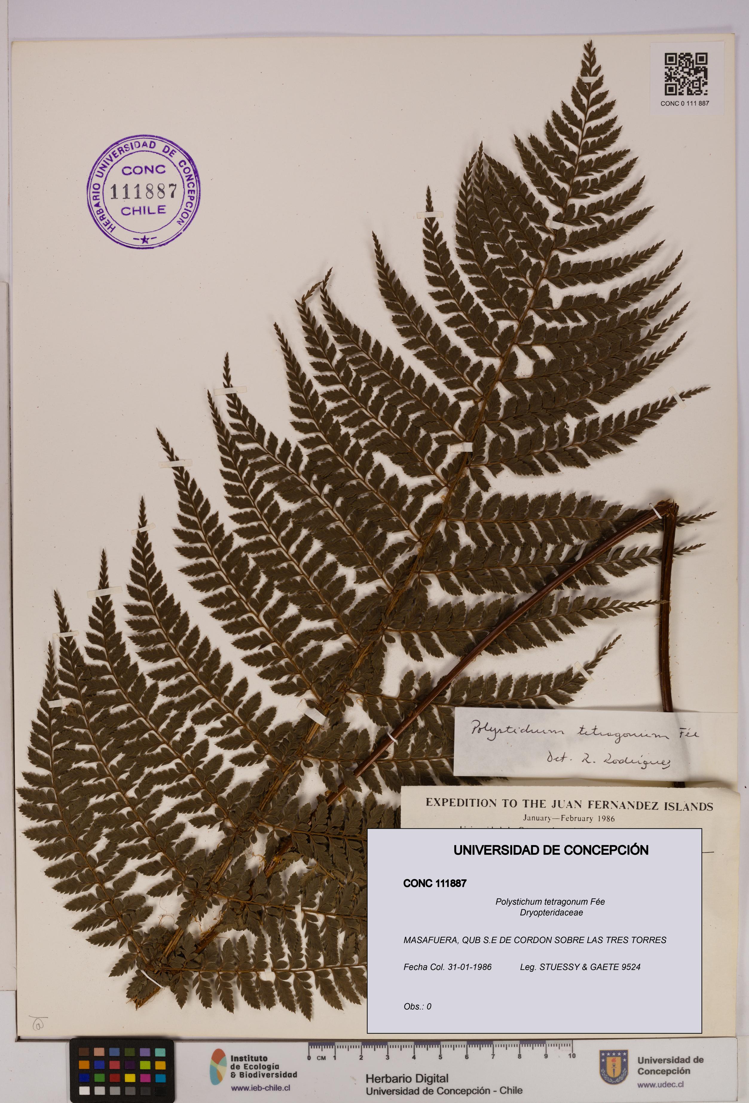 Polystichum tetragonum [Espécimen: UDEC:CONC:0111887]