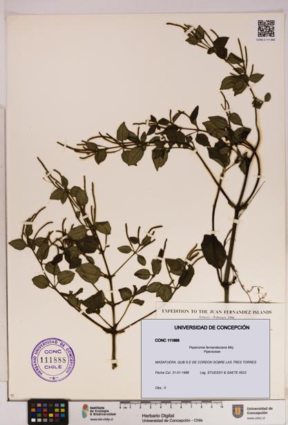 Peperomia fernandeziana [Espécimen: UDEC:CONC:0111888]