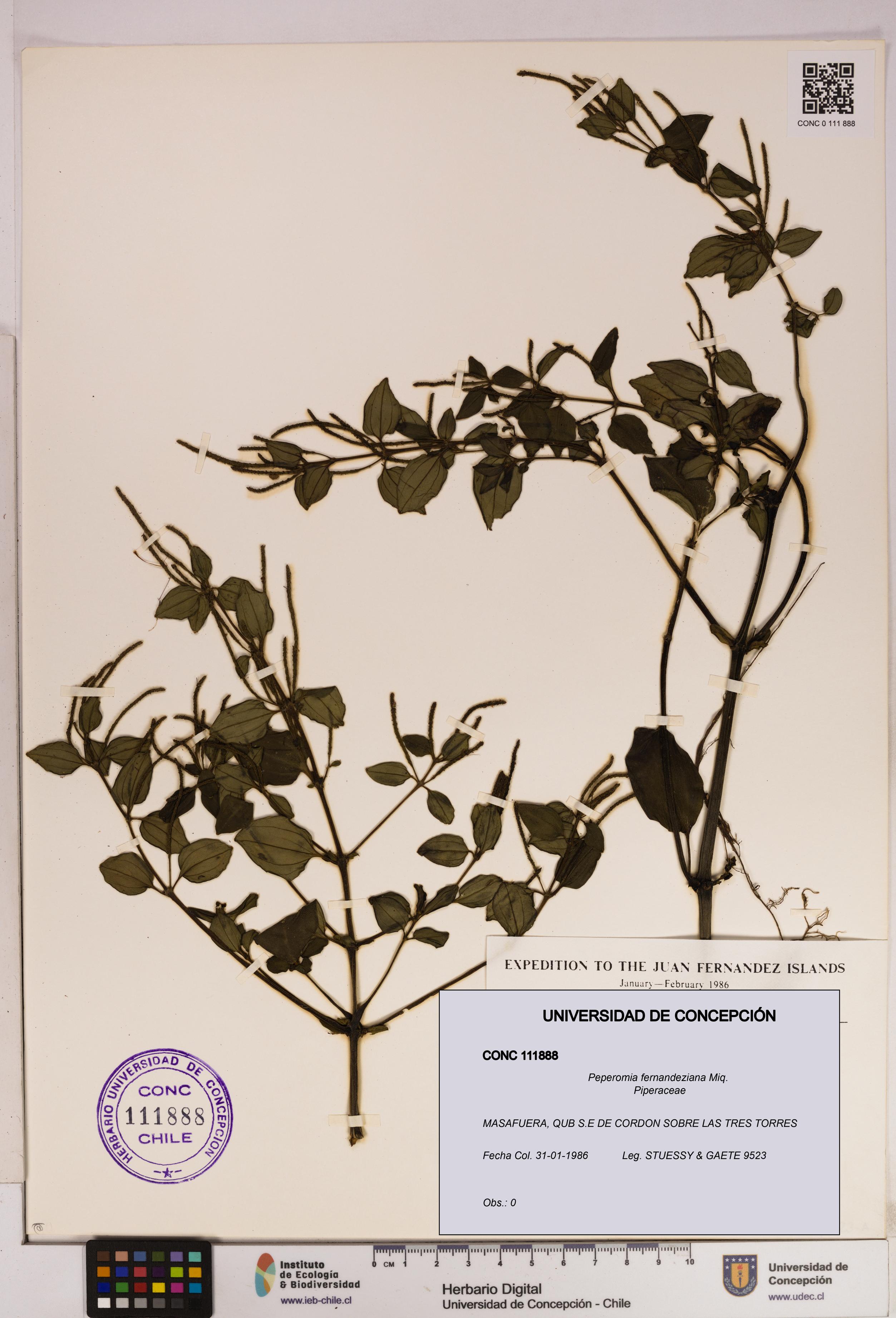 Peperomia fernandeziana [Espécimen: UDEC:CONC:0111888]