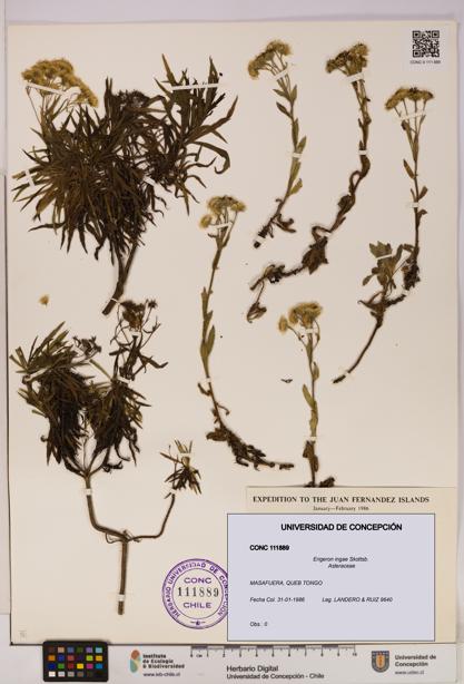 Erigeron ingae [Espécimen: UDEC:CONC:0111889]
