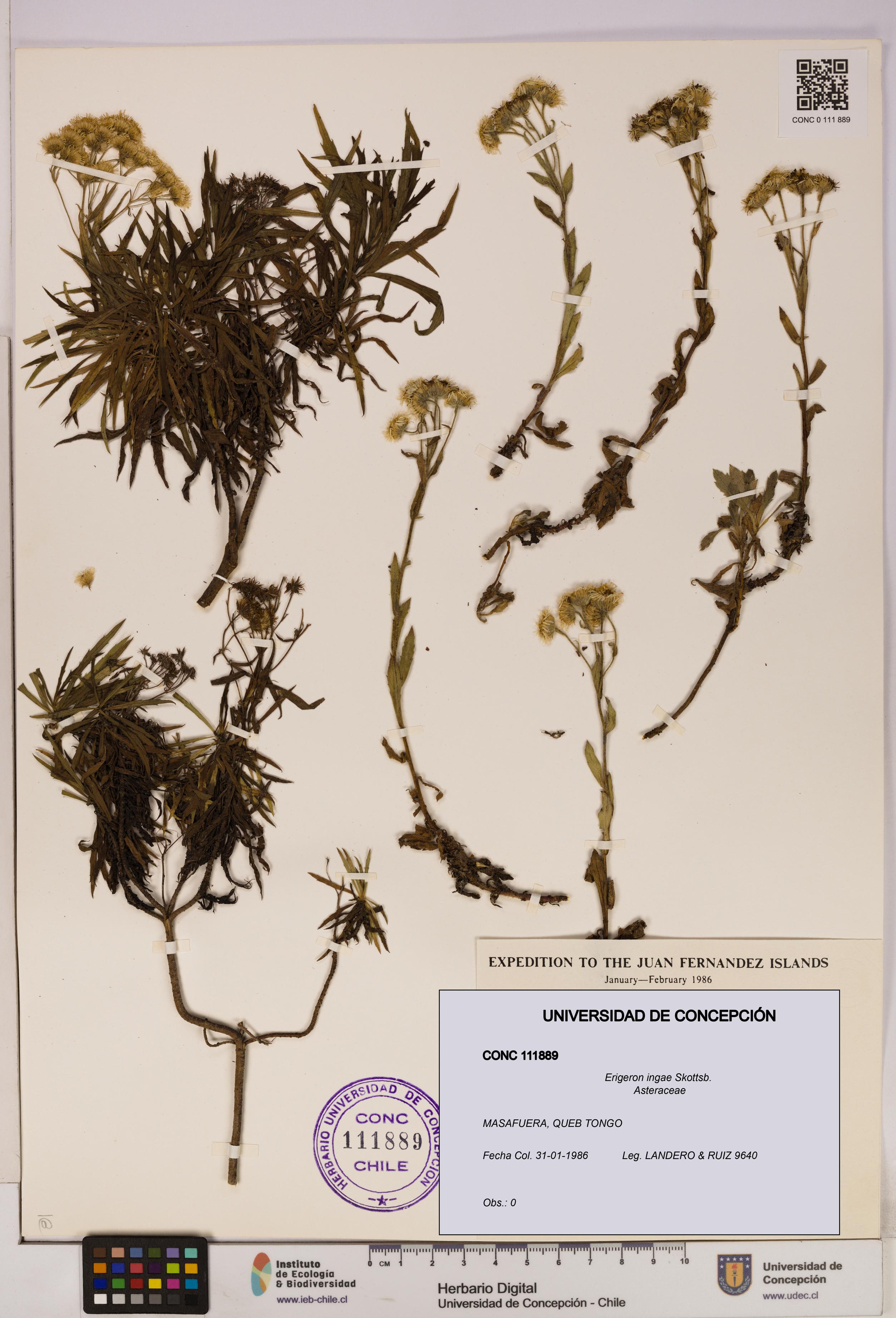 Erigeron ingae [Espécimen: UDEC:CONC:0111889]