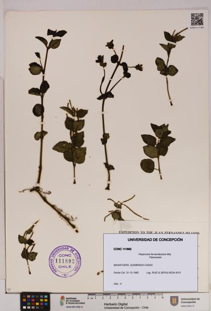 Peperomia fernandeziana [Espécimen: UDEC:CONC:0111892]