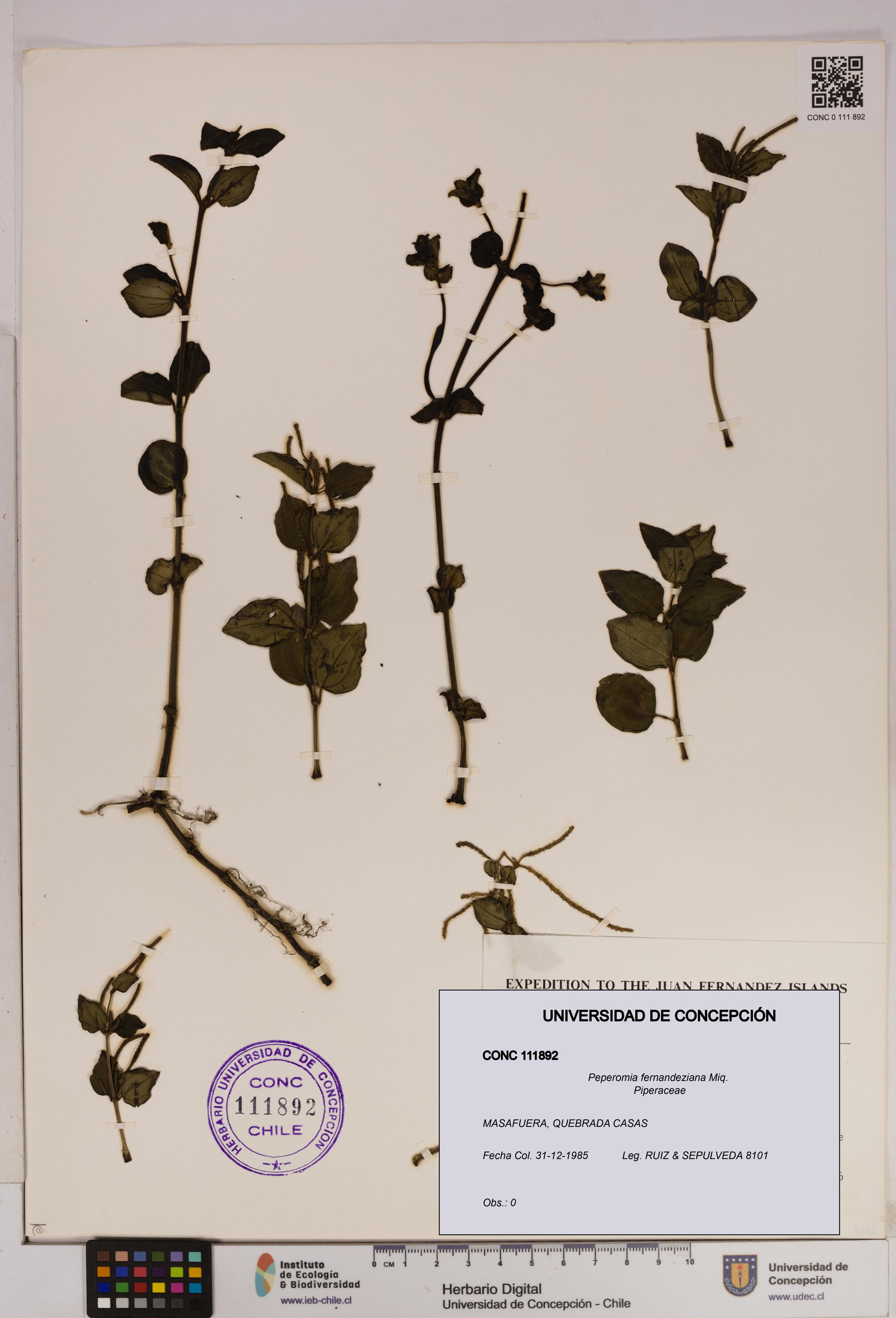Peperomia fernandeziana [Espécimen: UDEC:CONC:0111892]