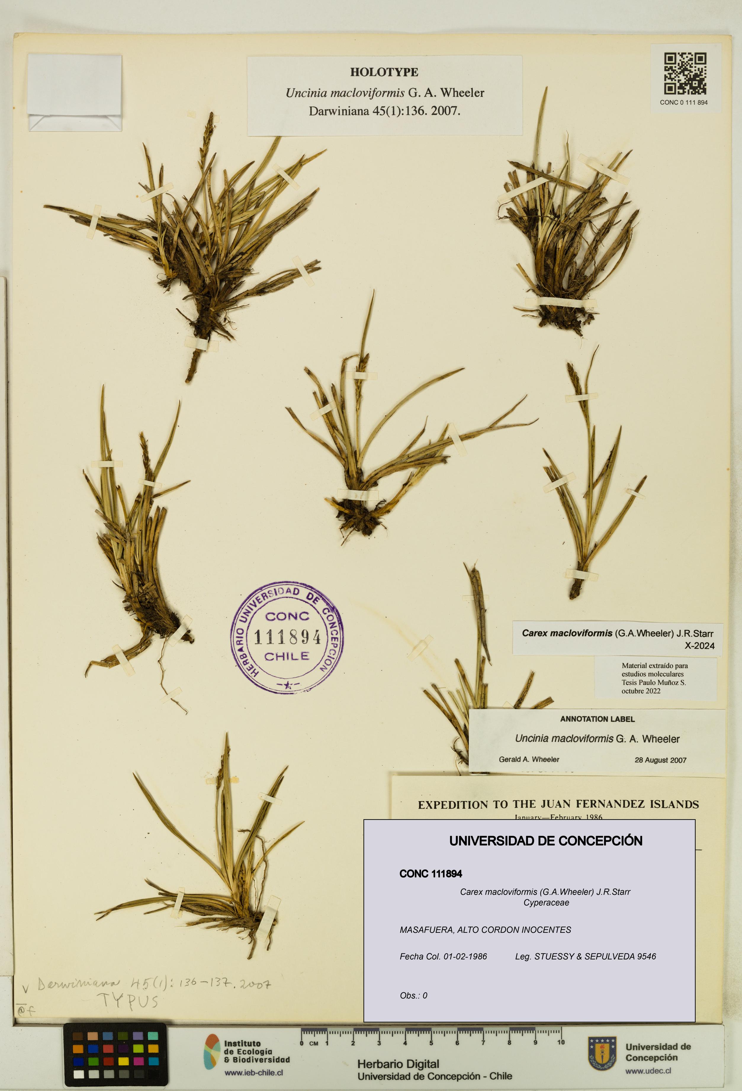 Carex macloviformis [Espécimen: UDEC:CONC:0111894]