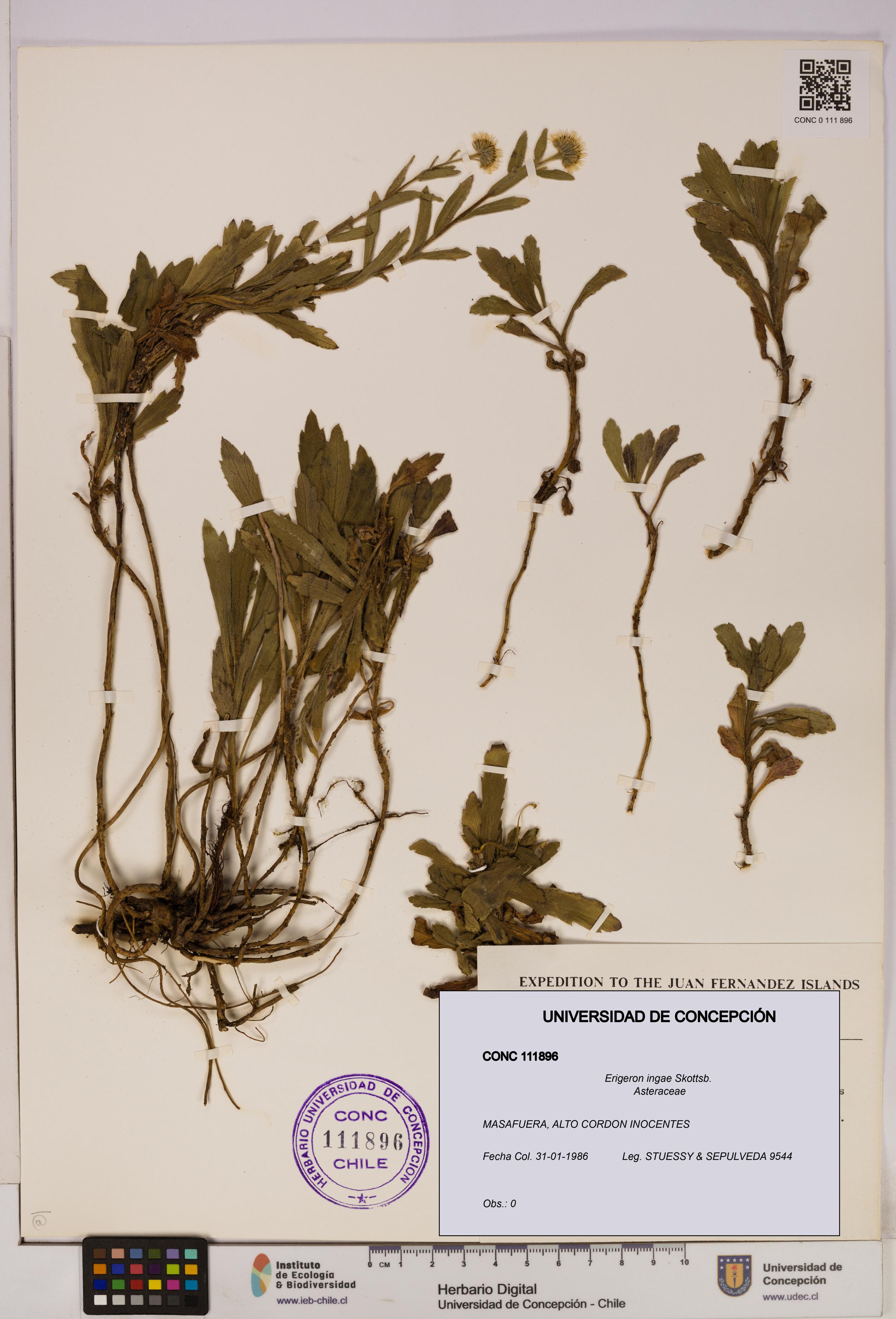 Erigeron ingae [Espécimen: UDEC:CONC:0111896]