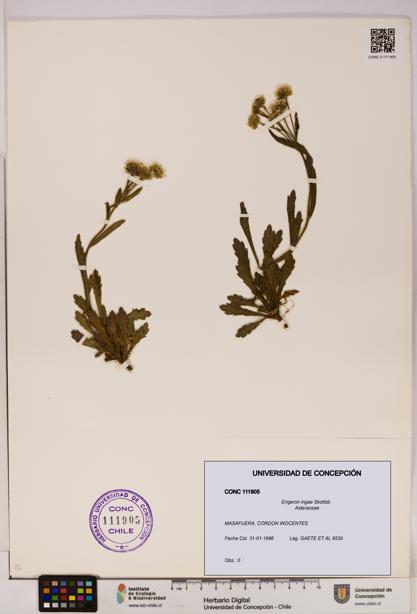 Erigeron ingae [Espécimen: UDEC:CONC:0111905]