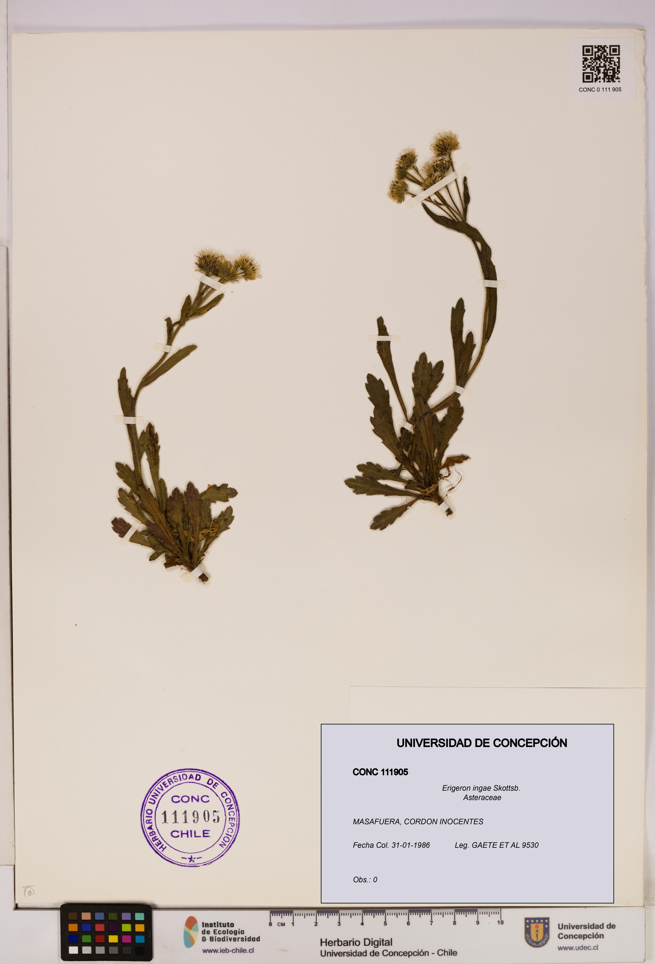 Erigeron ingae [Espécimen: UDEC:CONC:0111905]