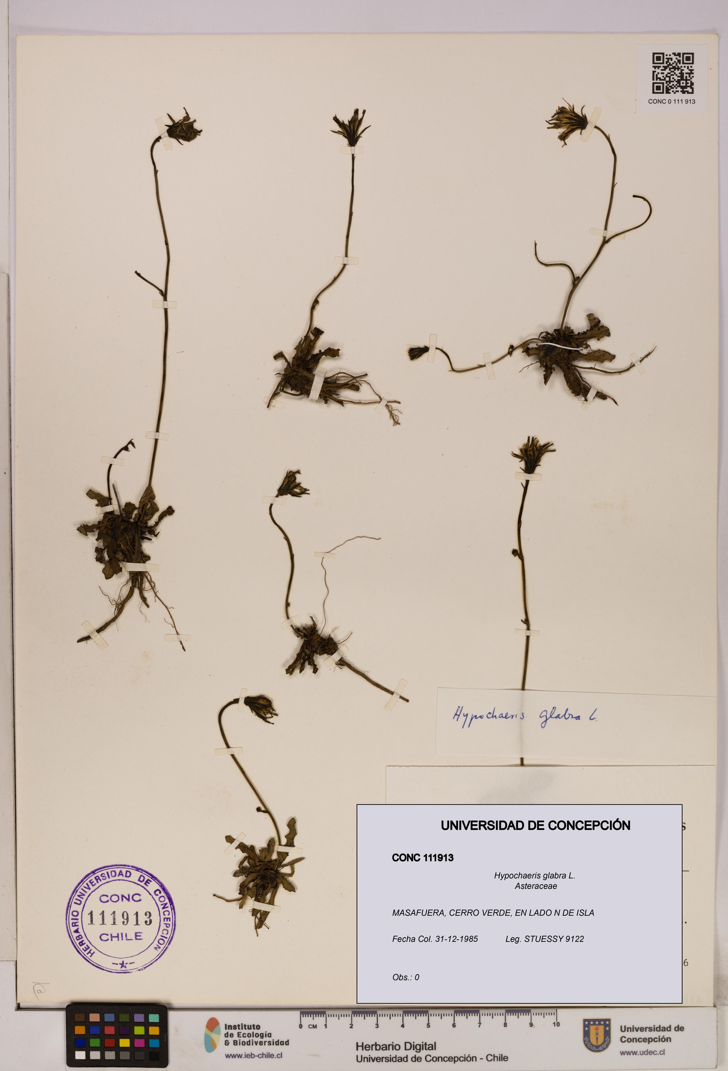 Hypochaeris glabra [Espécimen: UDEC:CONC:0111913]