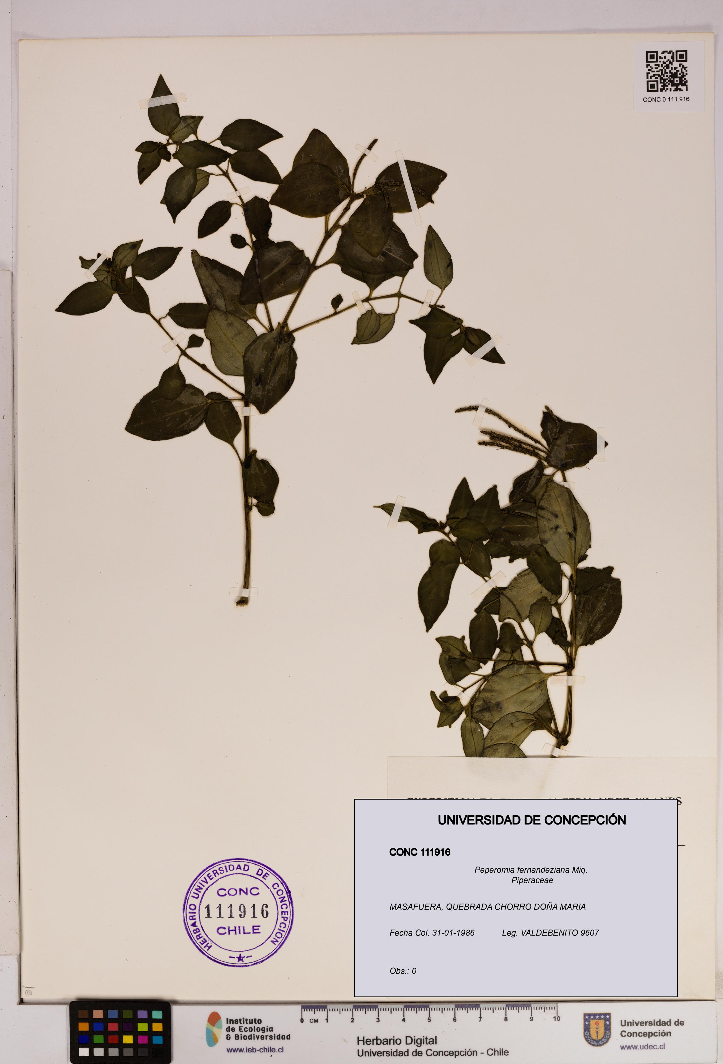 Peperomia fernandeziana [Espécimen: UDEC:CONC:0111916]