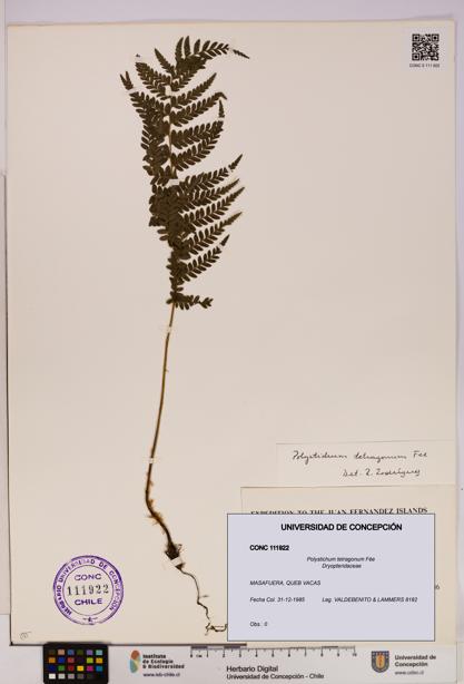 Polystichum tetragonum [Espécimen: UDEC:CONC:0111922]