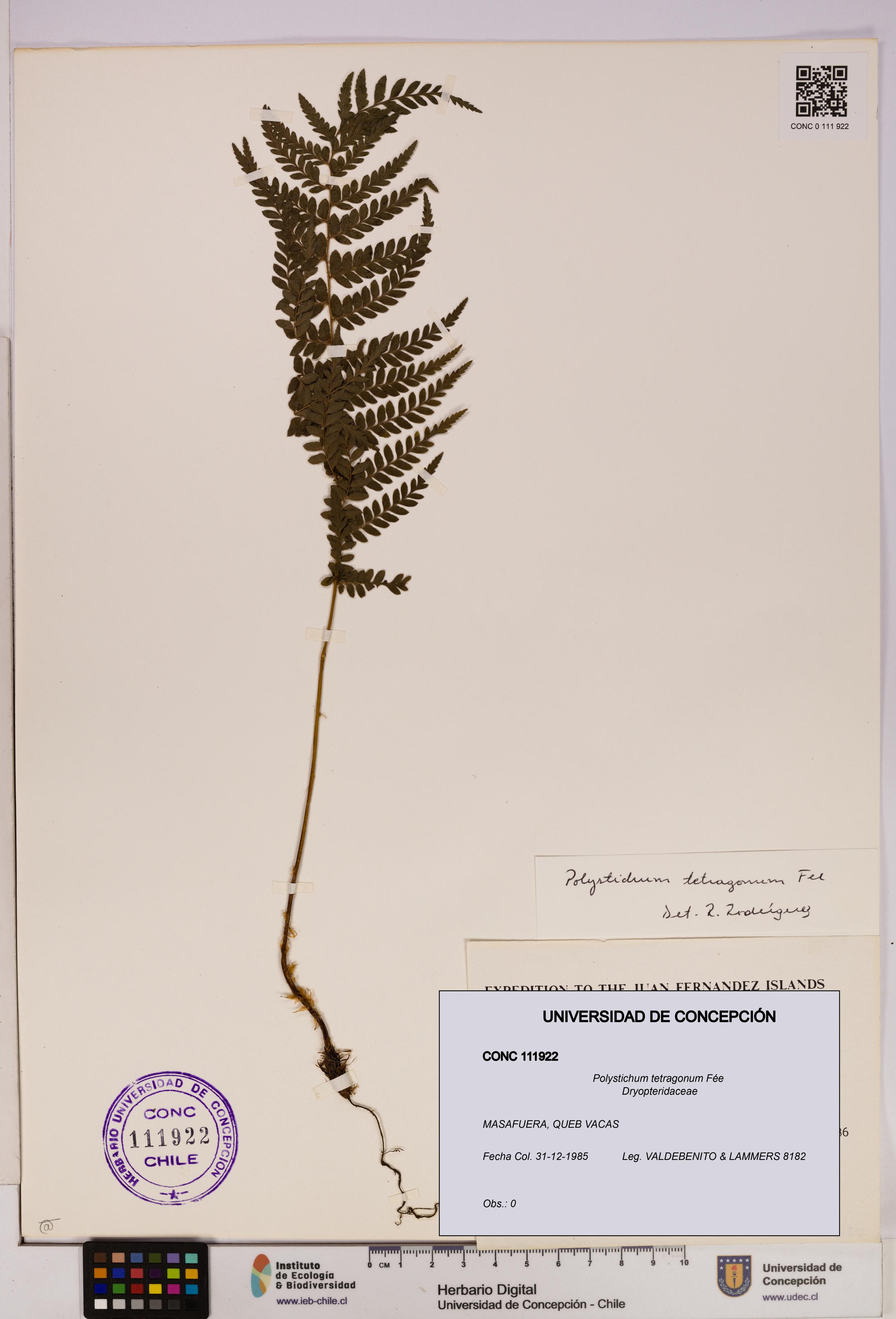 Polystichum tetragonum [Espécimen: UDEC:CONC:0111922]