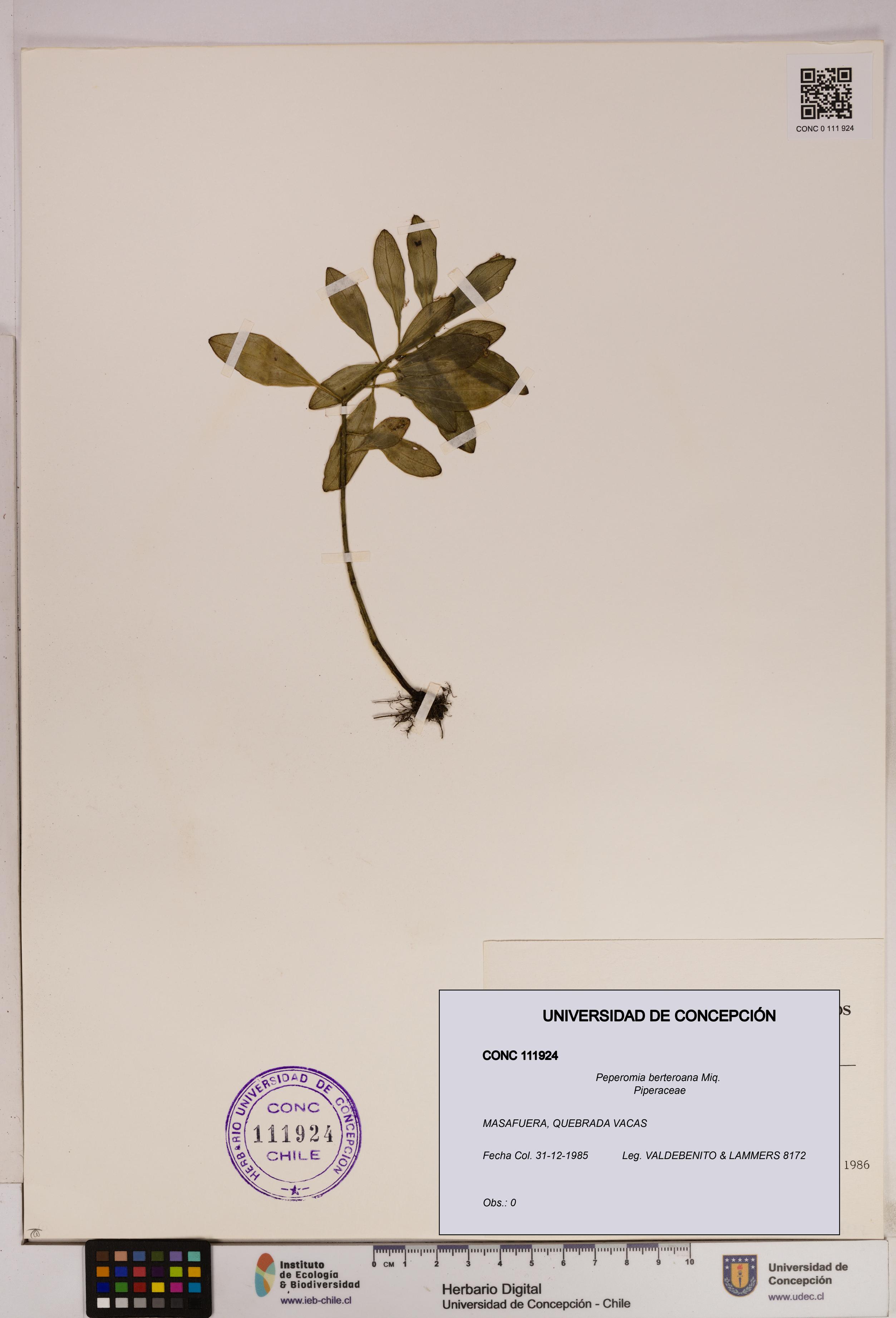Peperomia berteroana [Espécimen: UDEC:CONC:0111924]