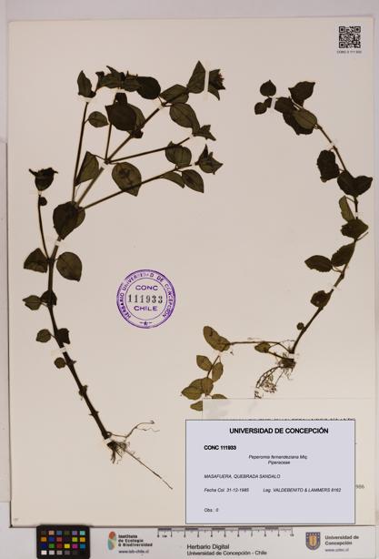 Peperomia fernandeziana [Espécimen: UDEC:CONC:0111933]