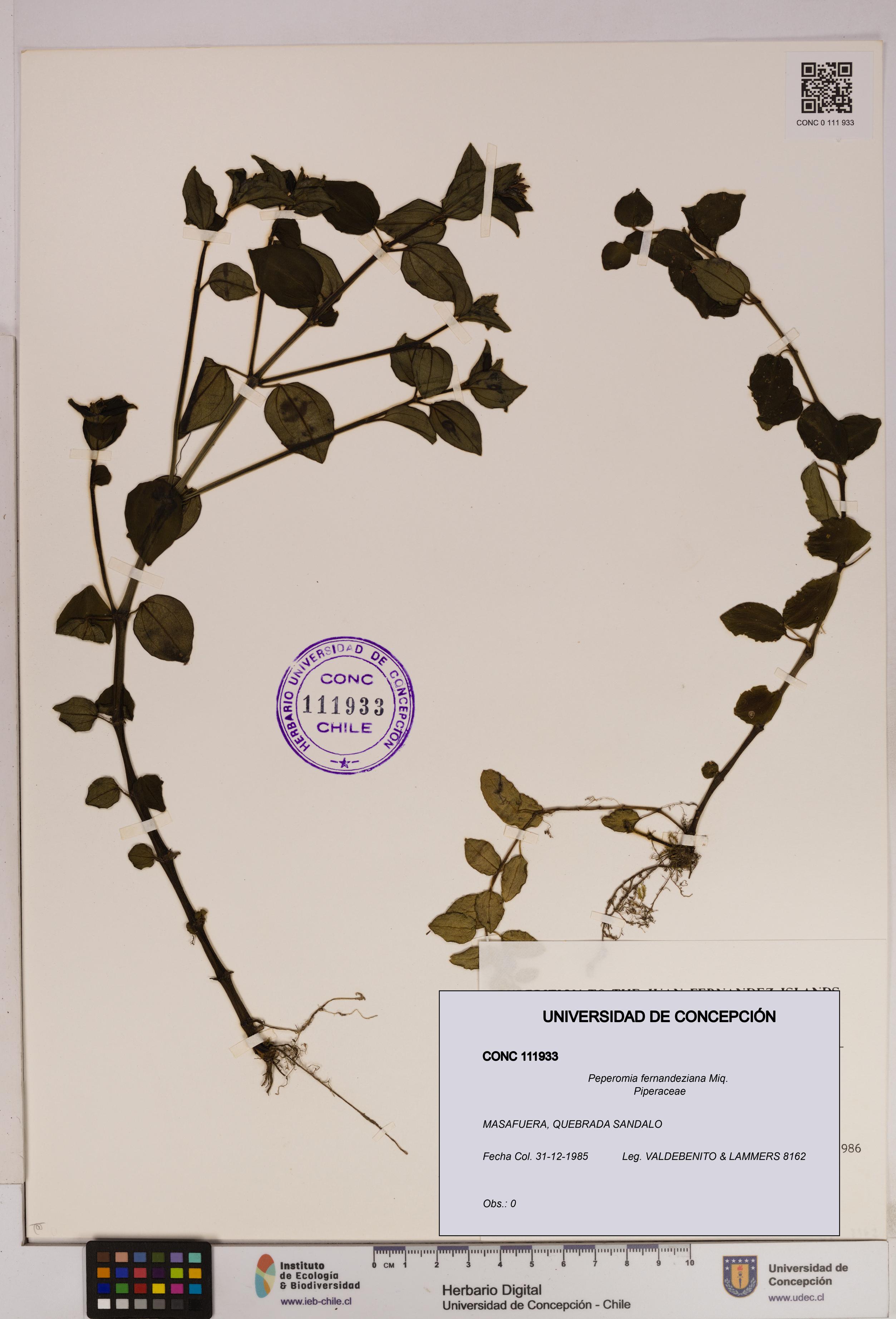 Peperomia fernandeziana [Espécimen: UDEC:CONC:0111933]