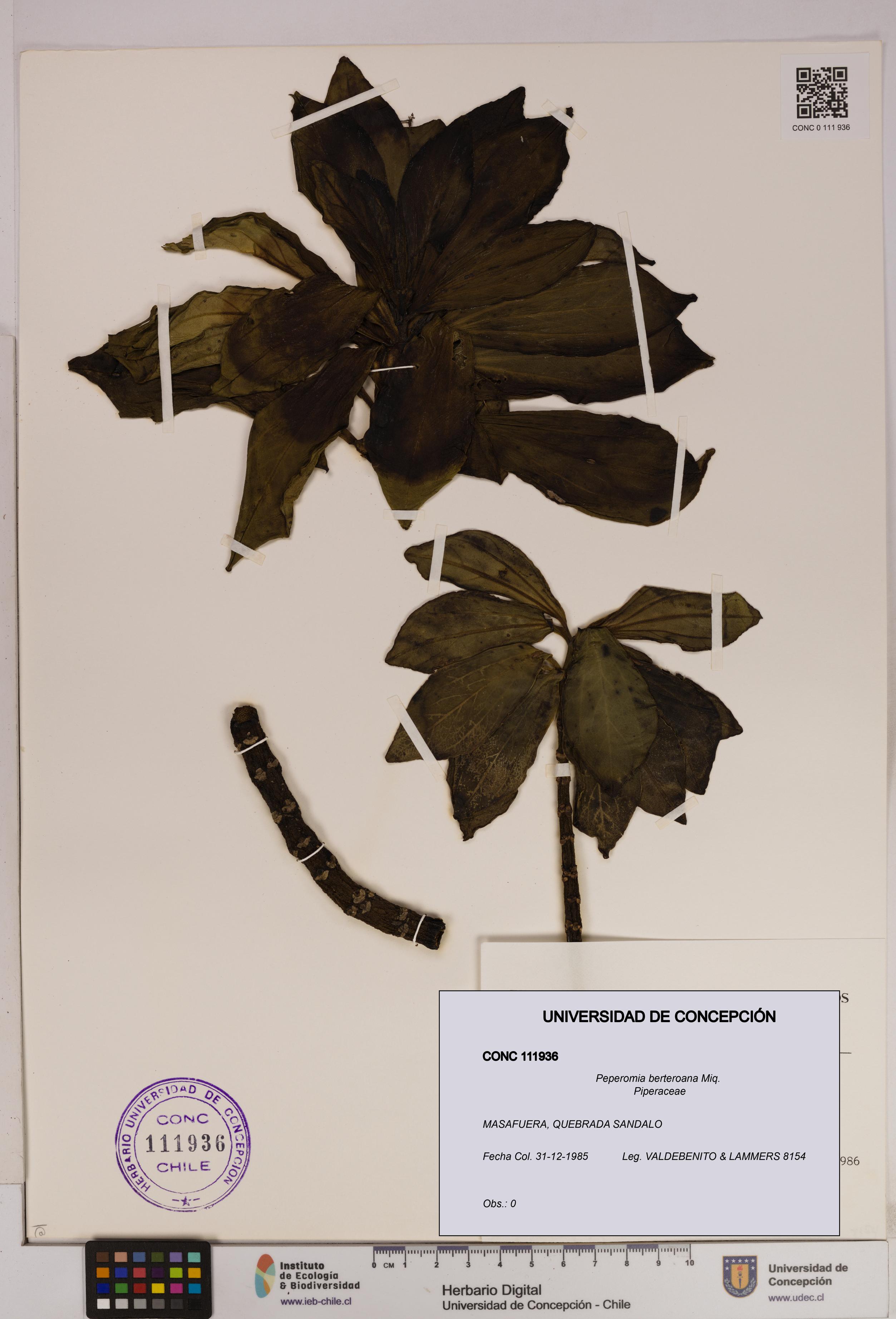 Peperomia berteroana [Espécimen: UDEC:CONC:0111936]