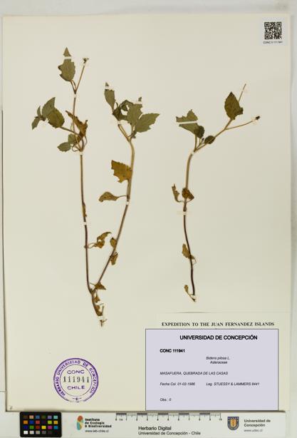 Bidens pilosa [Espécimen: UDEC:CONC:0111941]