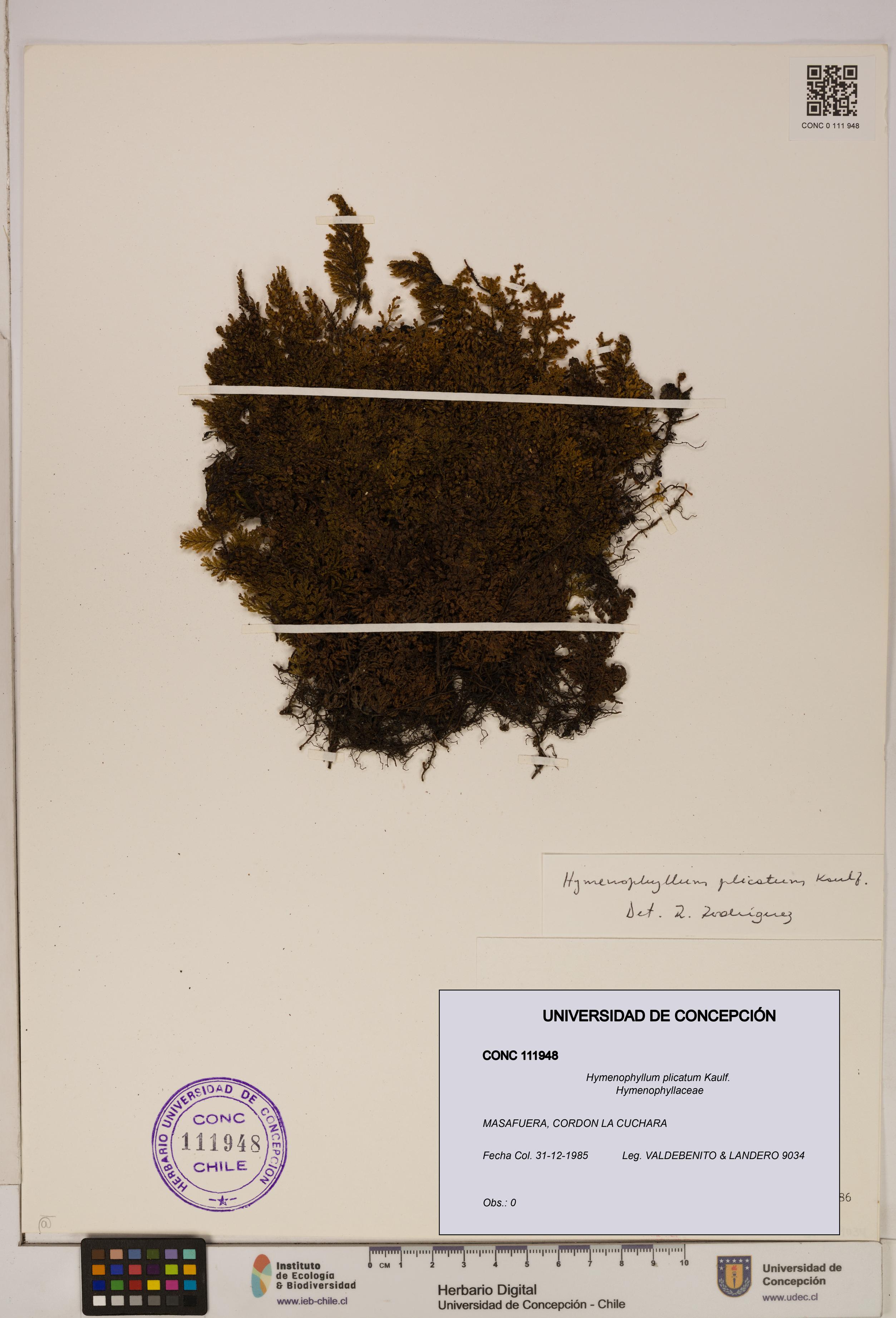 Hymenophyllum plicatum [Espécimen: ]