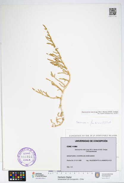 Sarcocornia neei [Espécimen: UDEC:CONC:0111954]