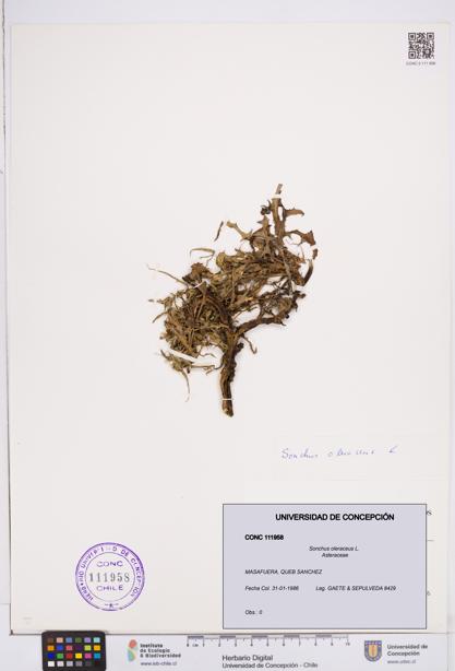 Sonchus oleraceus [Espécimen: ]