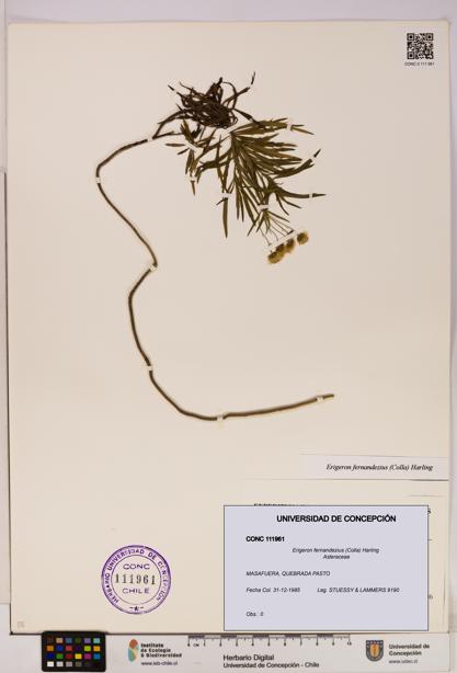 Erigeron fernandezius [Espécimen: UDEC:CONC:0111961]