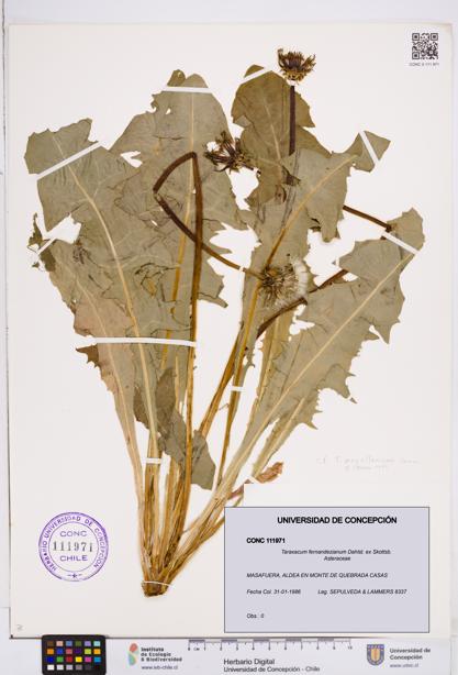 Taraxacum fernandezianum [Espécimen: ]