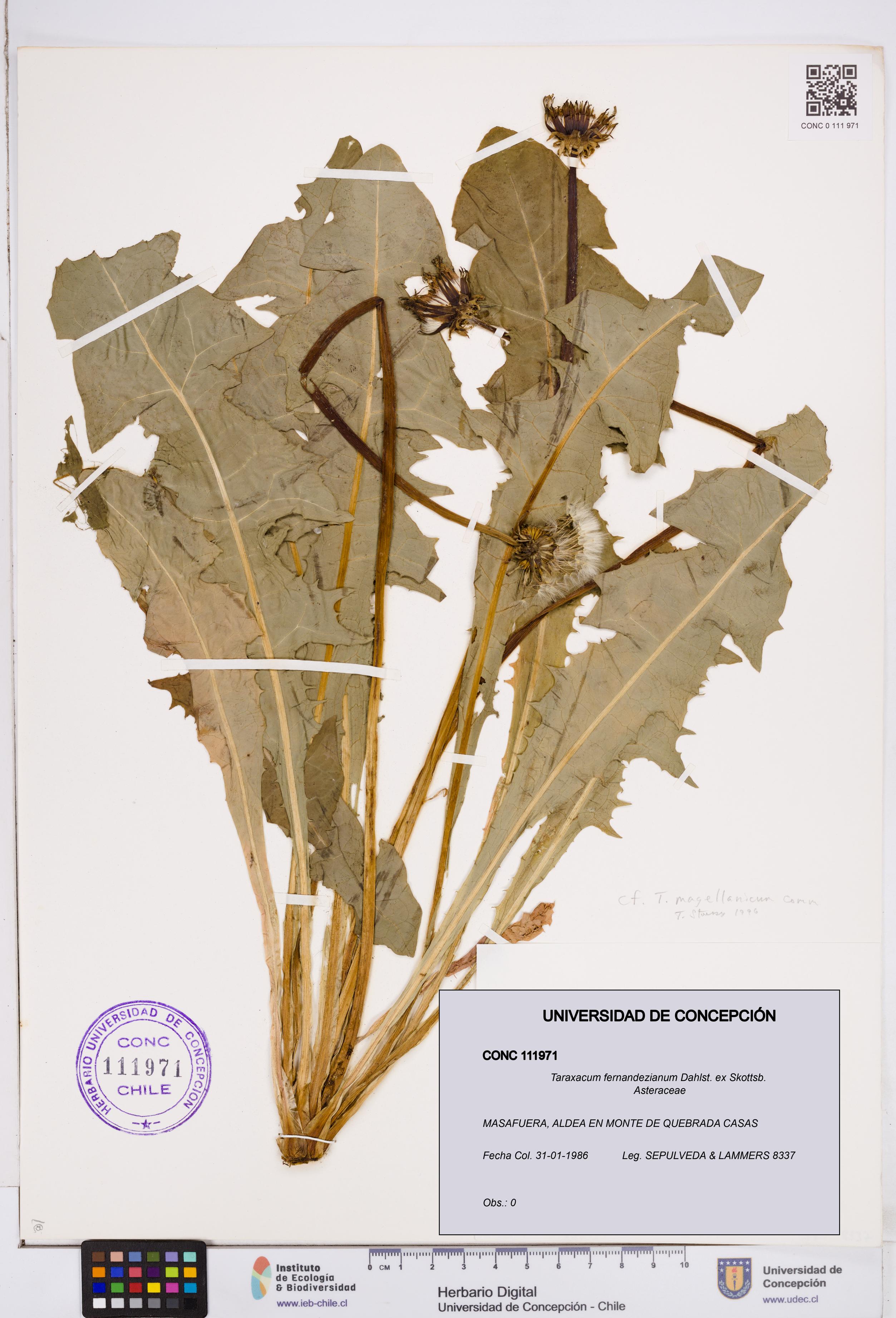 Taraxacum fernandezianum [Espécimen: ]