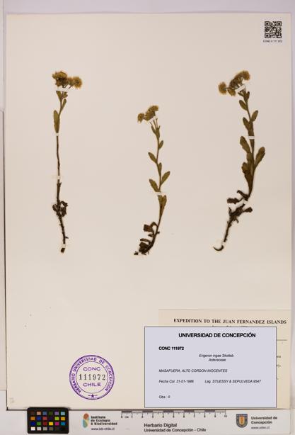 Erigeron ingae [Espécimen: UDEC:CONC:0111972]