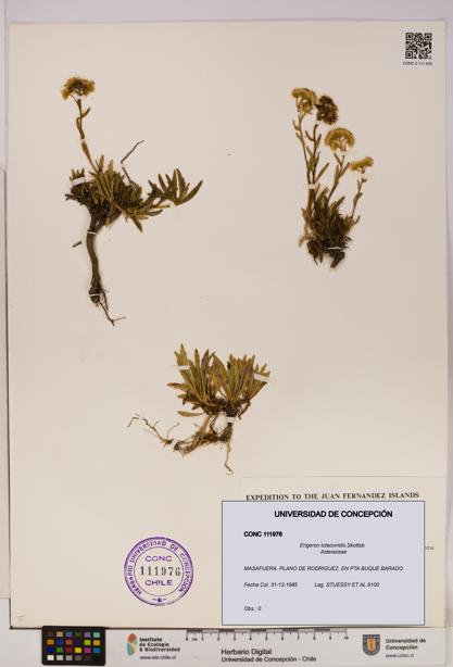 Erigeron luteoviridis [Espécimen: UDEC:CONC:0111976]
