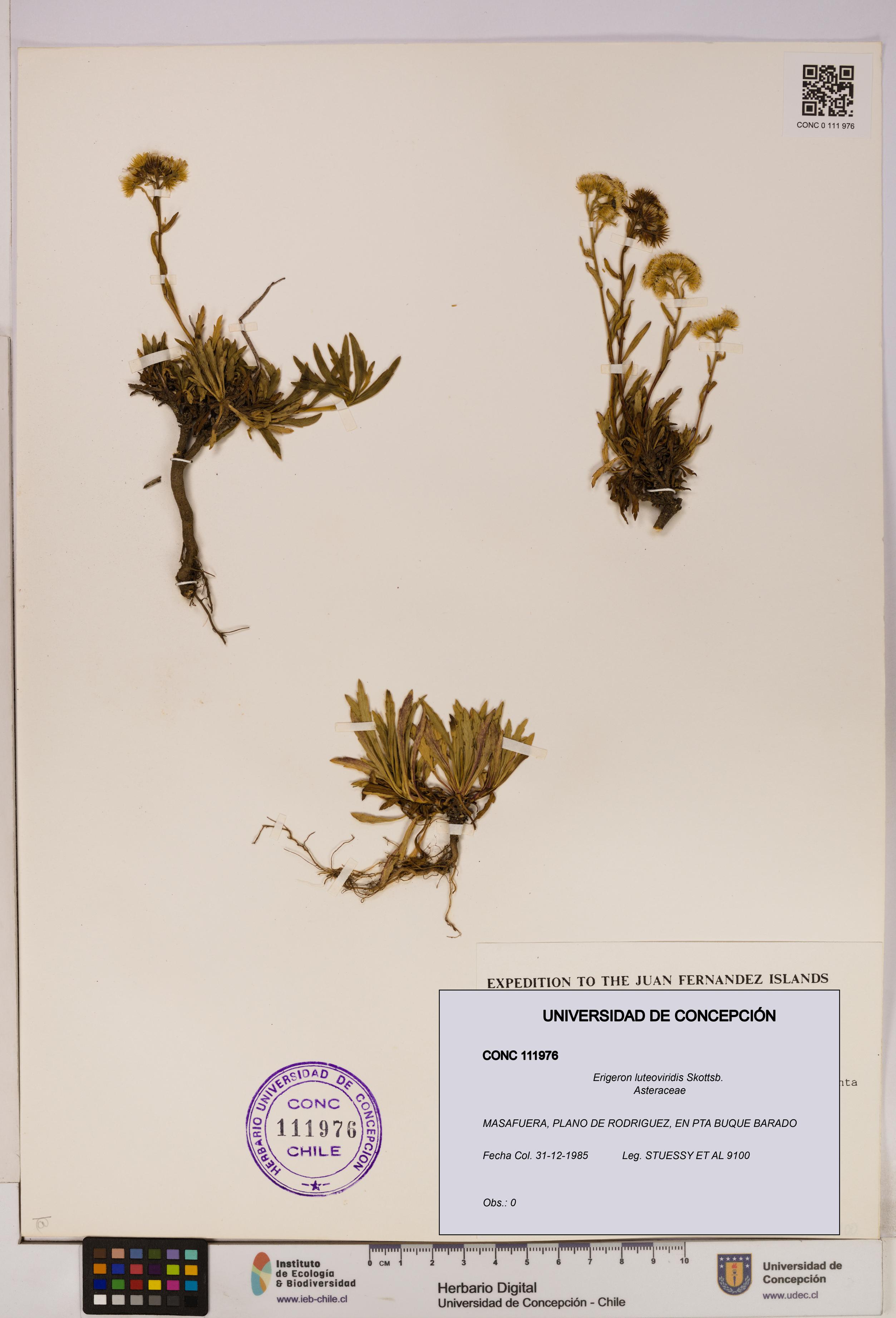 Erigeron luteoviridis [Espécimen: UDEC:CONC:0111976]
