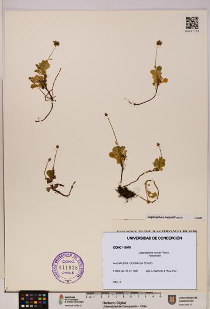 Lagenophora hariotii [Espécimen: ]