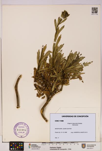 Erigeron luteoviridis [Espécimen: UDEC:CONC:0111985]