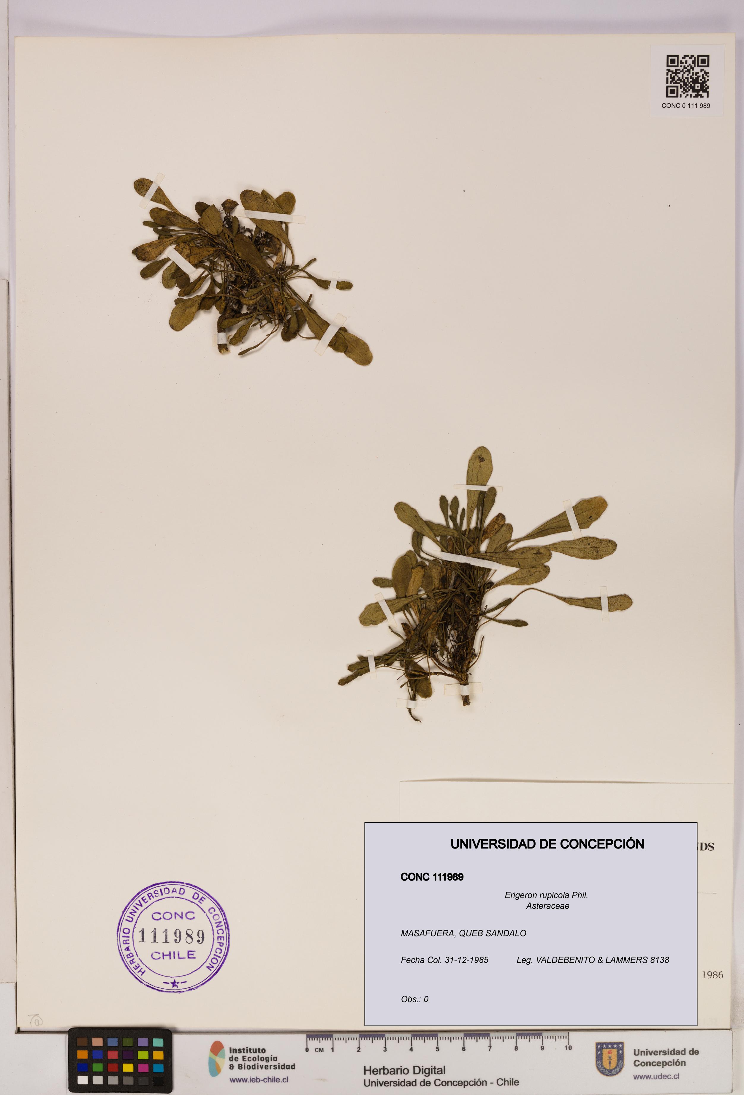 Erigeron rupicola [Espécimen: UDEC:CONC:0111989]