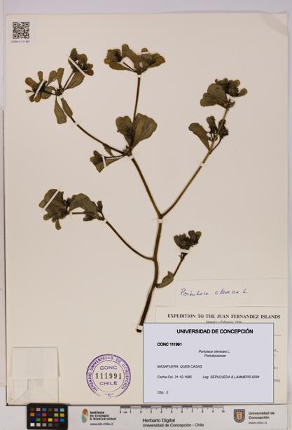 Portulaca oleracea [Espécimen: UDEC:CONC:0111991]