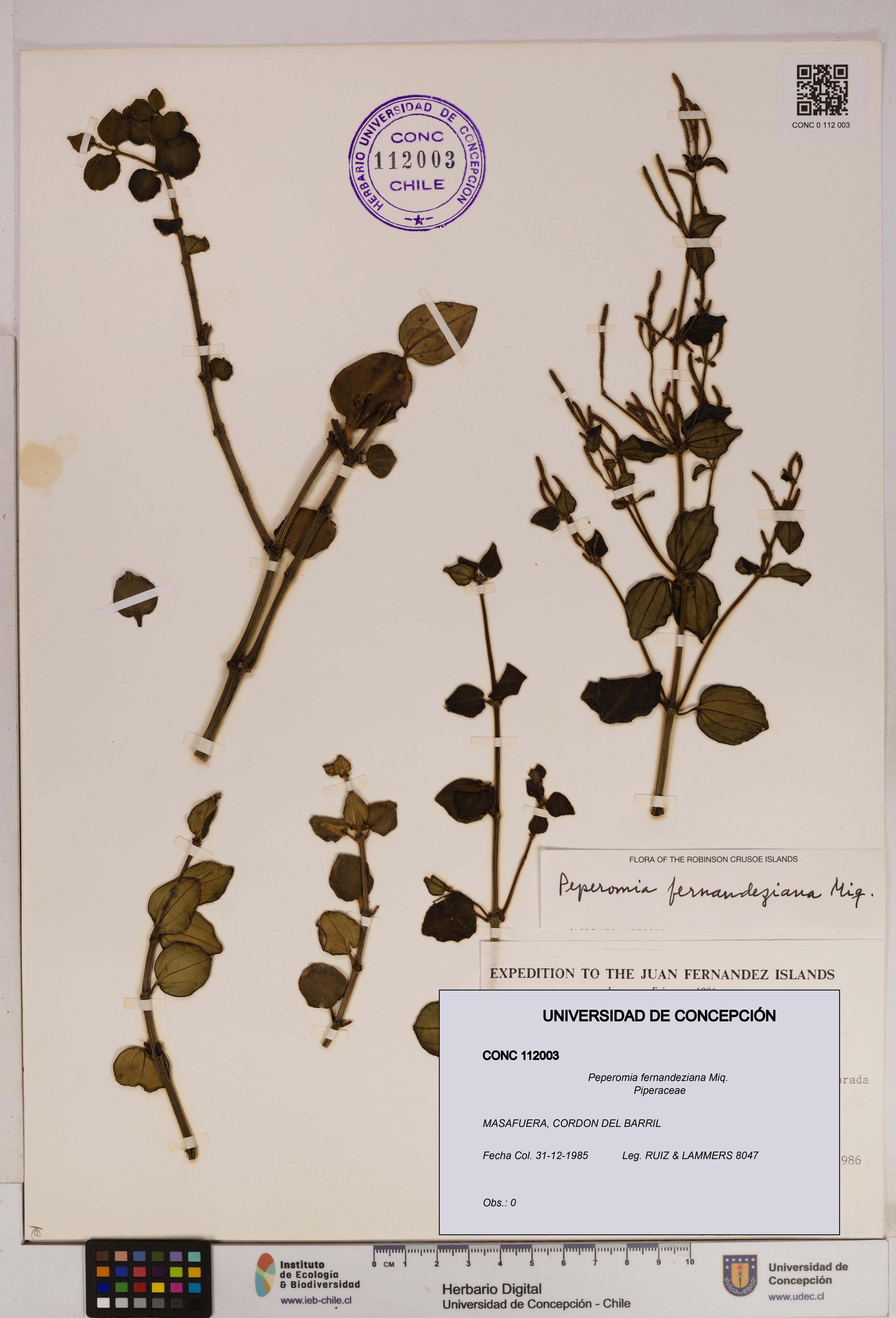 Peperomia fernandeziana [Espécimen: UDEC:CONC:0112003]