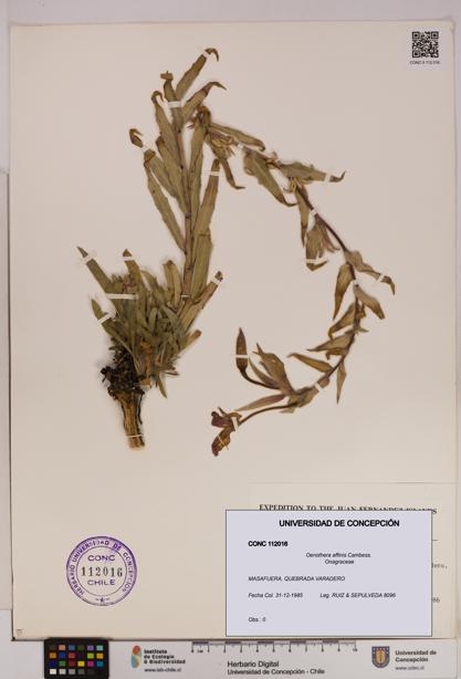 Oenothera affinis [Espécimen: UDEC:CONC:0112016]