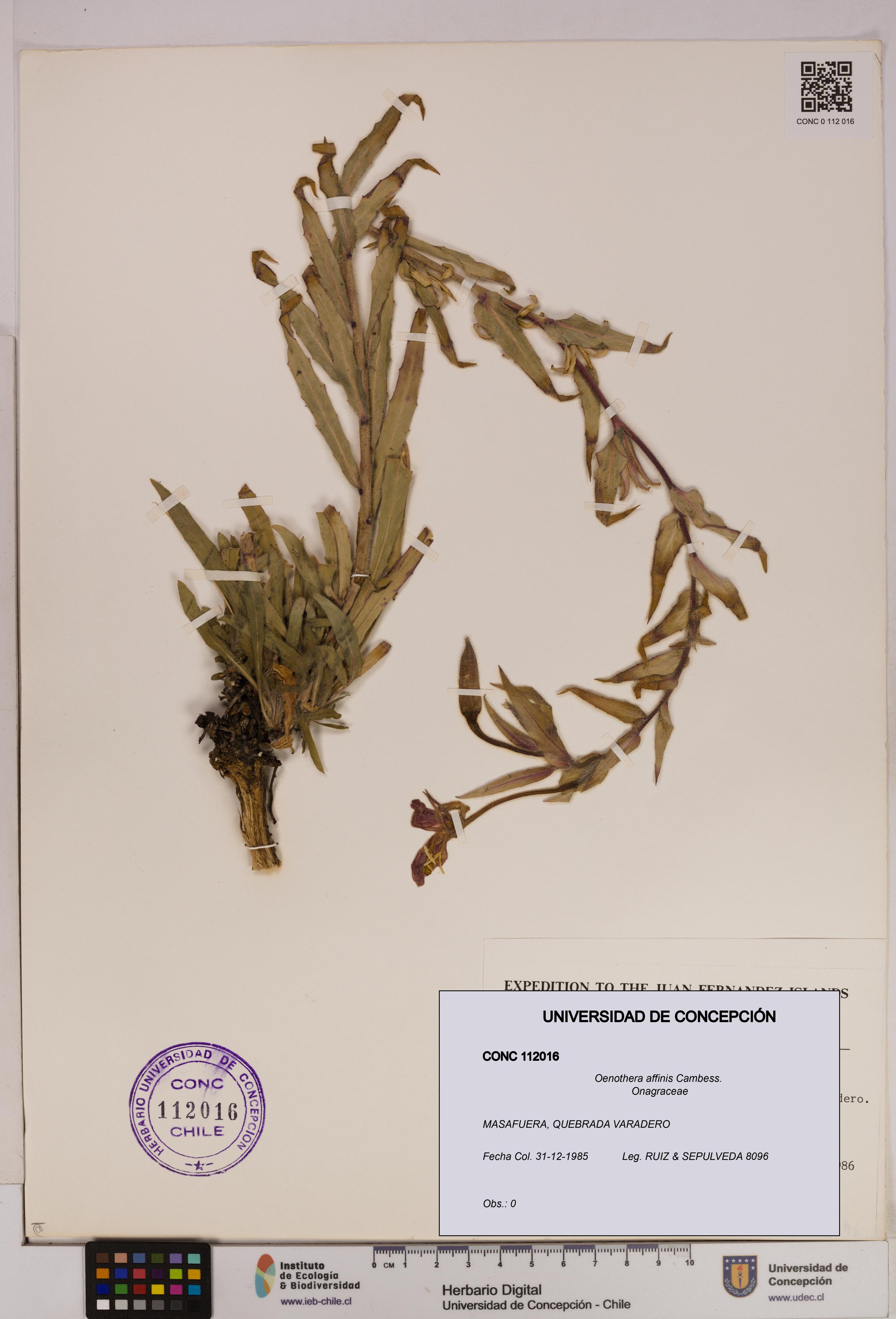 Oenothera affinis [Espécimen: UDEC:CONC:0112016]