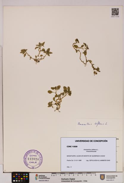 Amaranthus deflexus [Espécimen: UDEC:CONC:0112020]