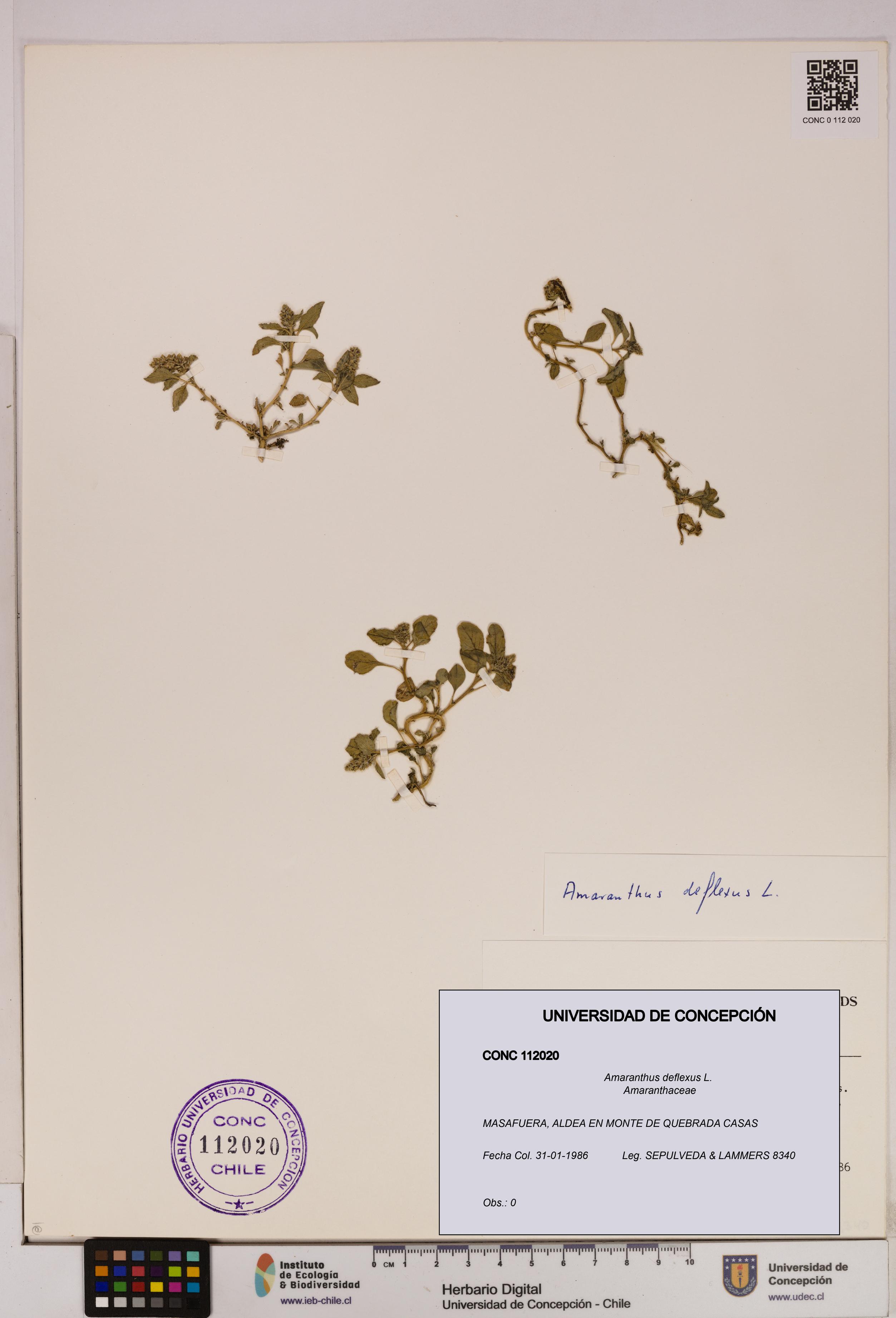 Amaranthus deflexus [Espécimen: UDEC:CONC:0112020]