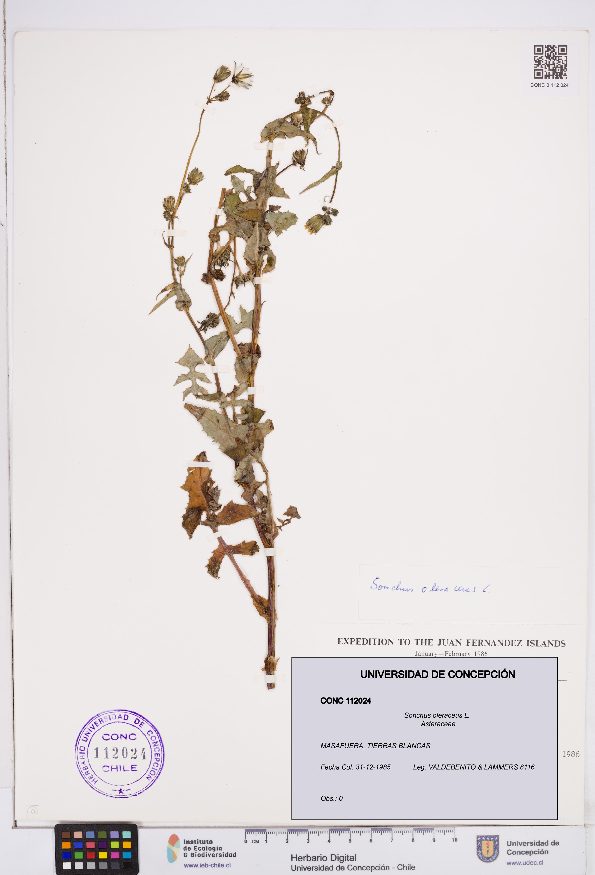 Sonchus oleraceus [Espécimen: ]