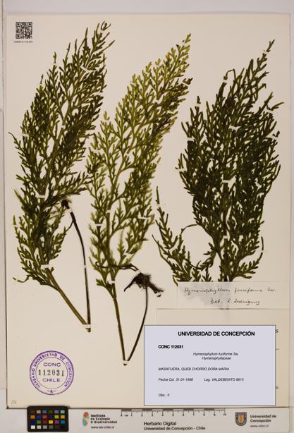 Hymenophyllum fuciforme [Espécimen: UDEC:CONC:0112031]