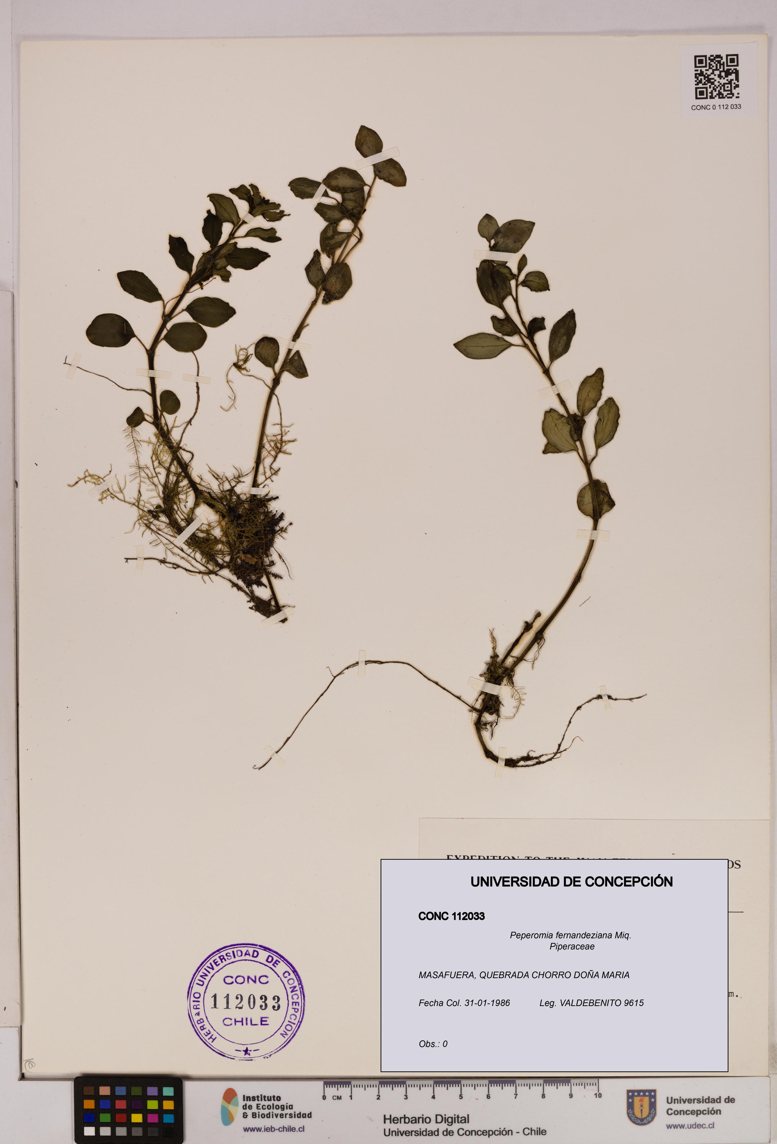 Peperomia fernandeziana [Espécimen: UDEC:CONC:0112033]