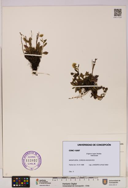 Erigeron ingae [Espécimen: UDEC:CONC:0112037]