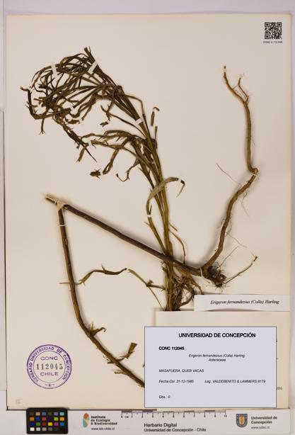 Erigeron fernandezius [Espécimen: UDEC:CONC:0112045]