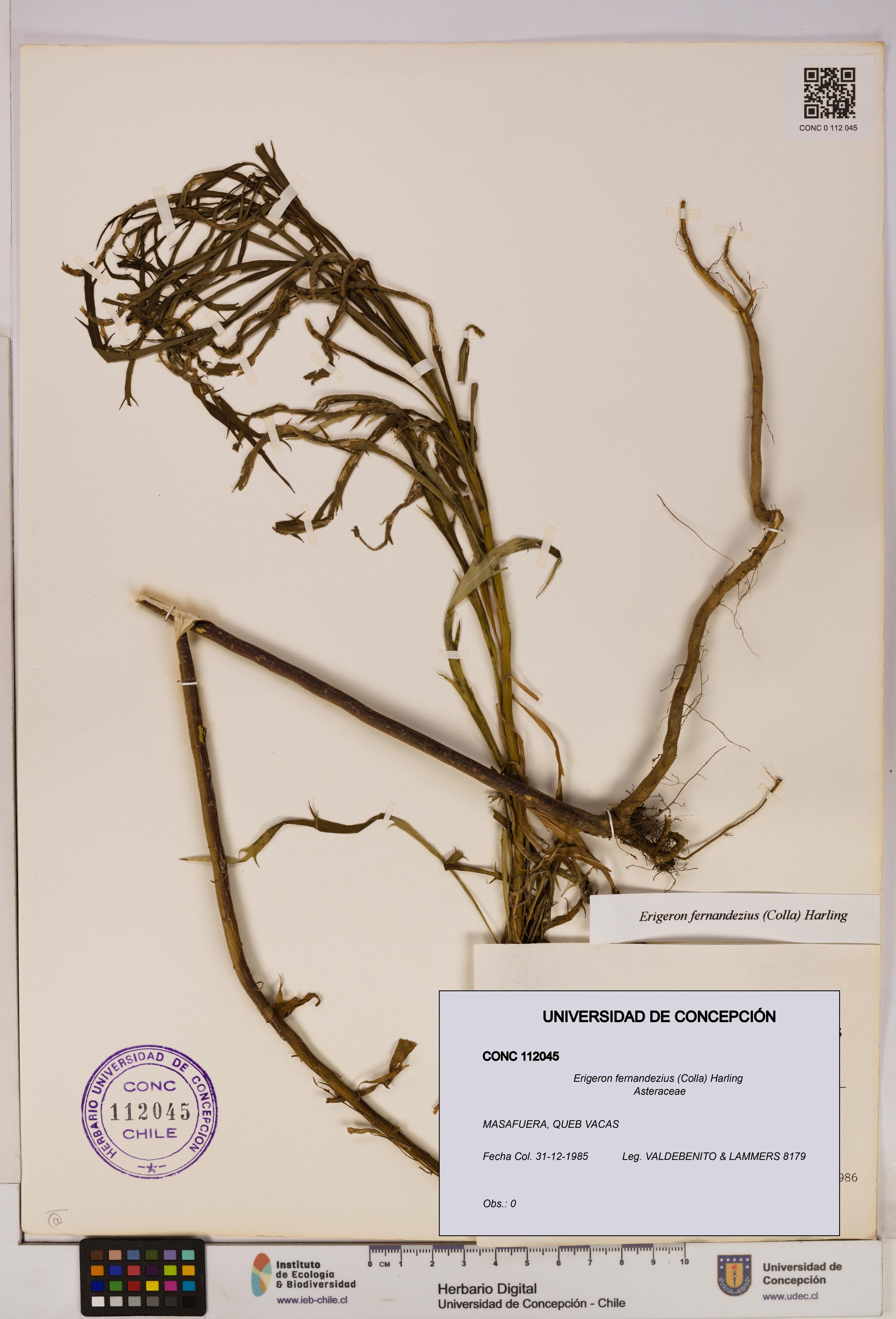 Erigeron fernandezius [Espécimen: UDEC:CONC:0112045]